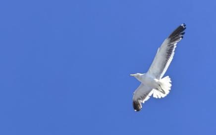 A seagull flying against blue sky